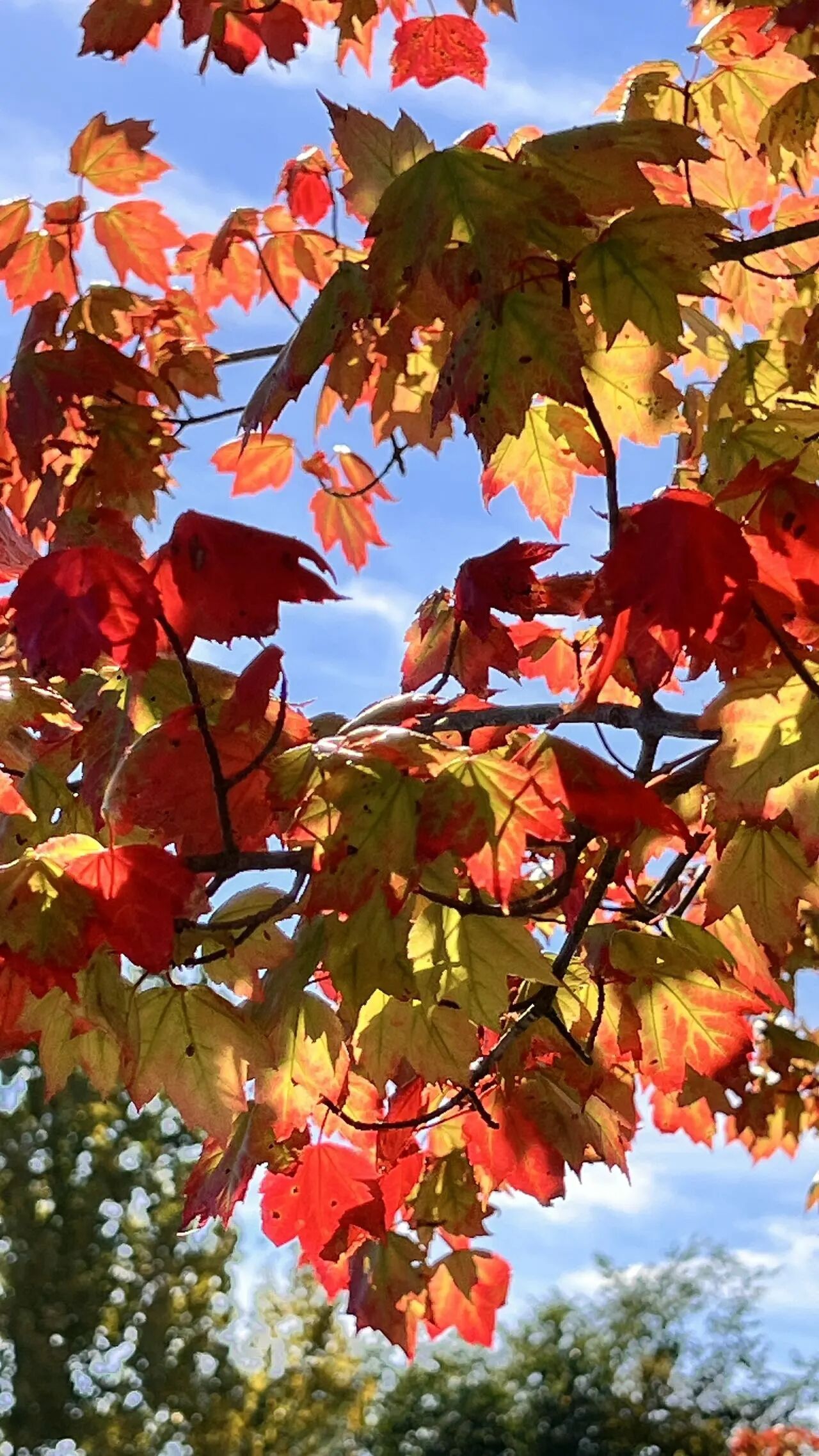暴涨啊，又是股神的一天